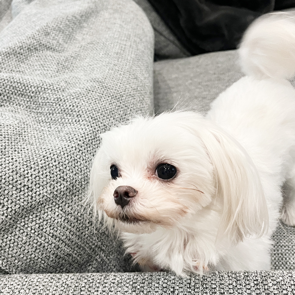 卒業犬イーブイちゃん、おうちでの様子☆